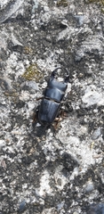 Aegus laevicollis formosae