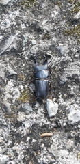 Aegus laevicollis formosae