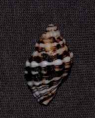 Cronia aurantiaca