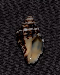 Cronia aurantiaca