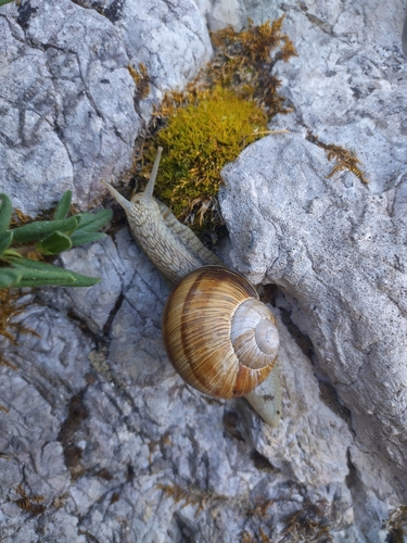 Helix pomatia