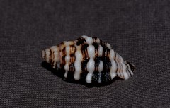 Cronia aurantiaca