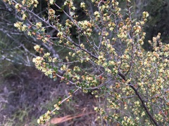 Micrantheum serpentinum