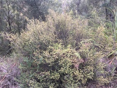 Micrantheum serpentinum