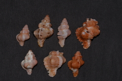 Chicoreus denudatus