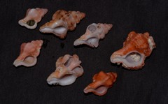 Chicoreus denudatus