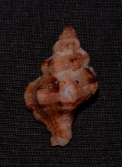 Chicoreus denudatus