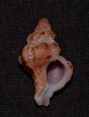 Chicoreus denudatus