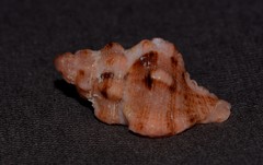 Chicoreus denudatus