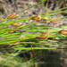 Ficinia zeyheri - Photo (c) douglaseustonbrown, algunos derechos reservados (CC BY-SA), subido por douglaseustonbrown