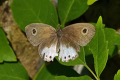 Ypthima ceylonica