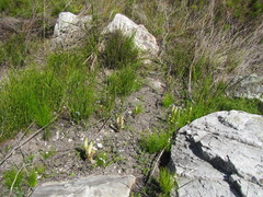 Satyrium bicallosum