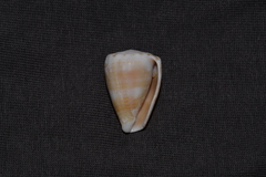 Conus miliaris
