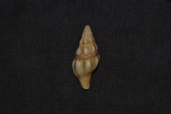 Nodopelagia brazieri