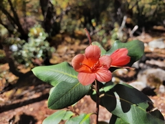 Rhododendron cinnabarinum