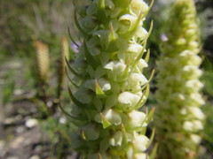 Satyrium bicallosum