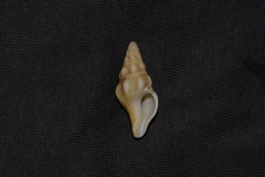 Nodopelagia brazieri