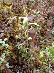 Rossmanomyces pyrolae