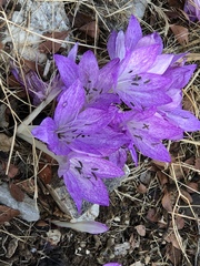 Colchicum macrophyllum