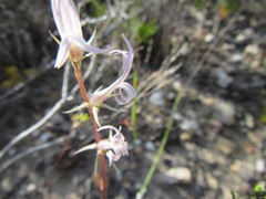 Cyphia phyteuma