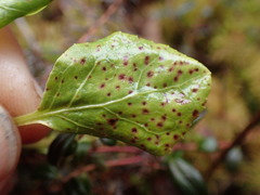 Rossmanomyces pyrolae