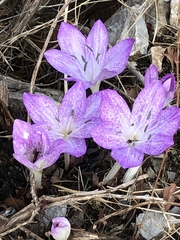 Colchicum macrophyllum