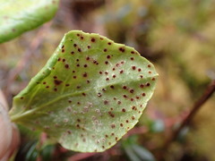 Rossmanomyces pyrolae