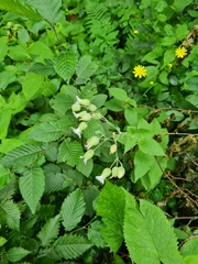 author not stated, no rights reserved Silene macrophylla, photograph author not stated, no rights reserved
