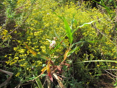 Persicaria madagascariensis