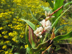 Persicaria madagascariensis