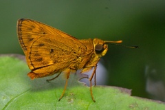 Oriens goloides