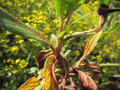Persicaria madagascariensis