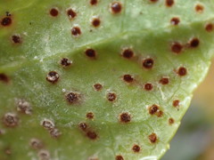 Rossmanomyces pyrolae