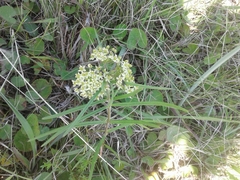 Xysmalobium involucratum