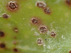 Rossmanomyces pyrolae