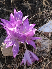 Colchicum macrophyllum