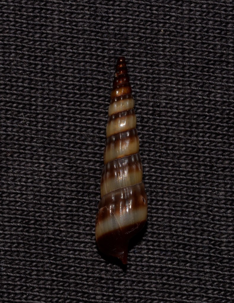 Pervicaciinae
