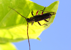 Strongylurus ceresioides