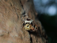 Portia labiata