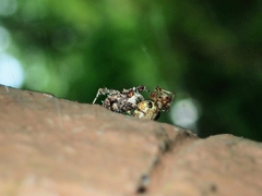 Portia labiata