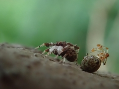 Portia labiata