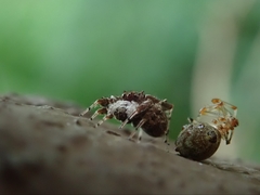 Portia labiata