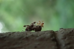 Portia labiata