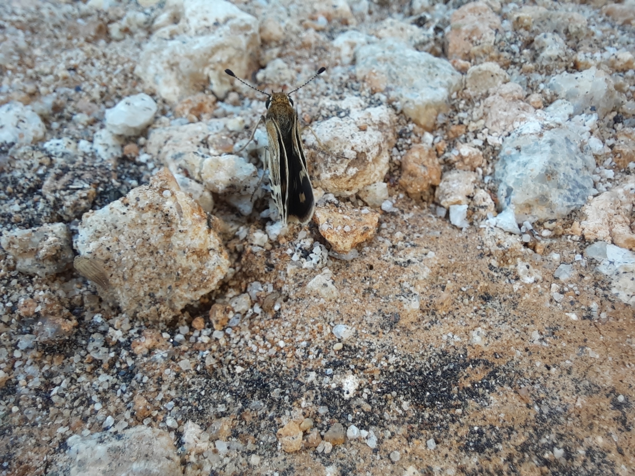 Grey-Veined Grass Dart