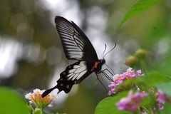 Pachliopta pandiyana