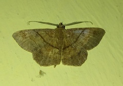 Petelia medardaria
