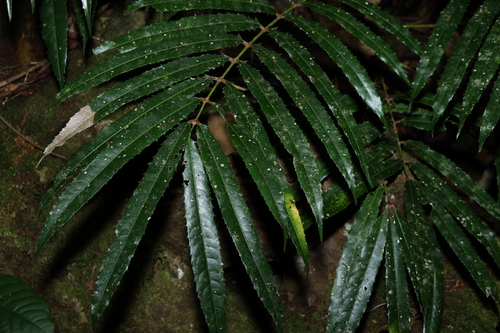 Akania bidwillii (Akania bidwillii)