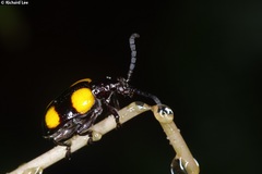 Lilioceris quadripustulata