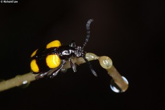 Lilioceris quadripustulata