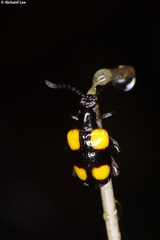 Lilioceris quadripustulata